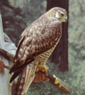 Sufi Oasis Development Project